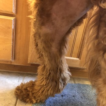Groomingdales Pet Salon - The groomer shaved all the inside of his leg for no reason. - Pet Groomers Near Me - Ozark, Missouri Groomingdales Pet Salon - The groomer shaved all the inside of his leg for no reason. - Pet Groomers Near Me - Ozark, Missouri
