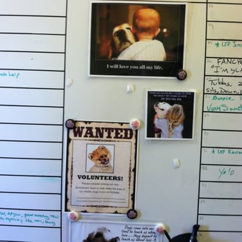 Westside Animal Welfare Department - Here is a very sweet, touching bulletin board the volunteers post about who got walked last etc. - Animal Shelters Near Me - Albuquerque, New Mexico Westside Animal Welfare Department - Here is a very sweet, touching bulletin board the volunteers post about who got walked last etc. - Animal Shelters Near Me - Albuquerque, New Mexico