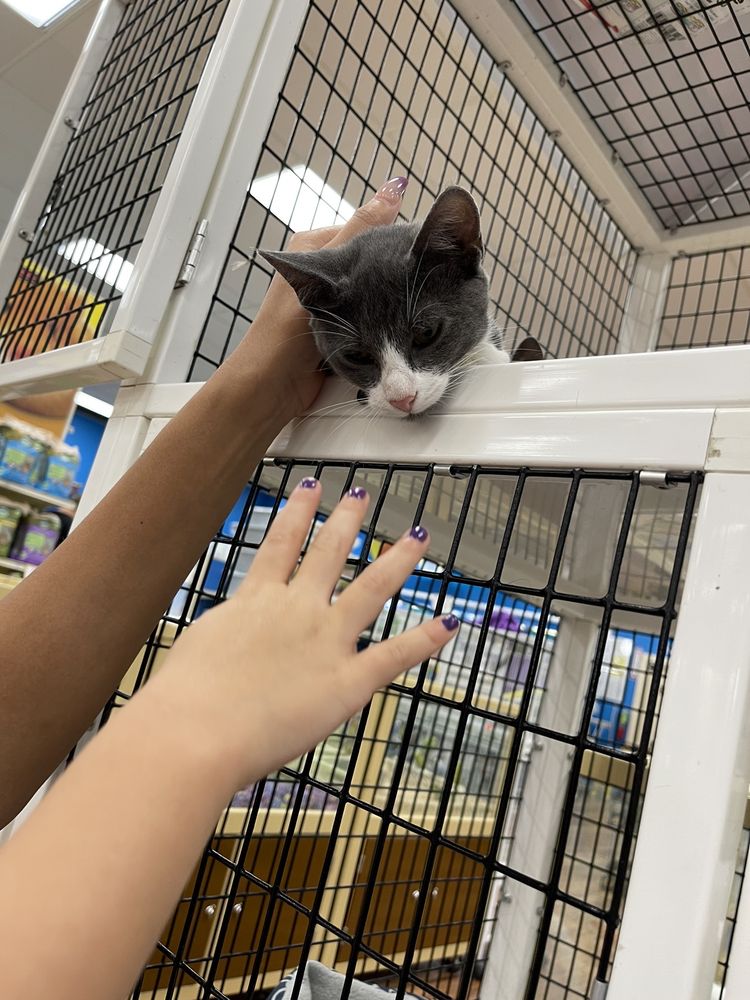 Pet Supermarket Image