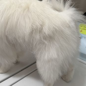 Mutts & Co - Scuffed sides! - Pet Groomers Near Me - New Albany, Ohio Mutts & Co - Scuffed sides! - Pet Groomers Near Me - New Albany, Ohio