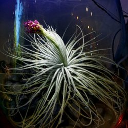 The Arium Shop - Dynamic Airplant