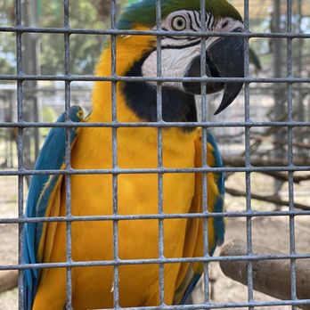 Florida Exotic Bird Sanctuary - Macaw - Animal Shelters Near Me - Hudson, Florida Florida Exotic Bird Sanctuary - Macaw - Animal Shelters Near Me - Hudson, Florida