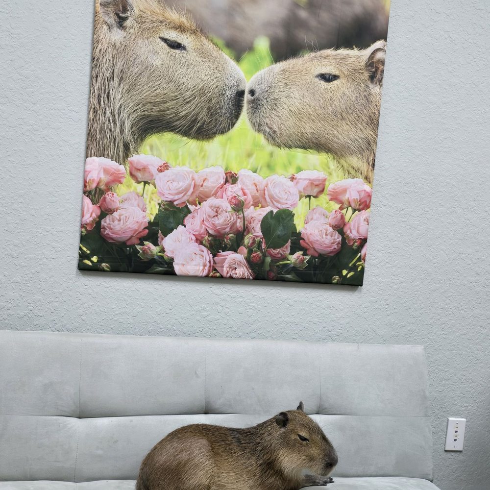 The Capybara Cafe - Capybara - Themed Cafes Near Me - St. Augustine, Florida The Capybara Cafe - Capybara - Themed Cafes Near Me - St. Augustine, Florida