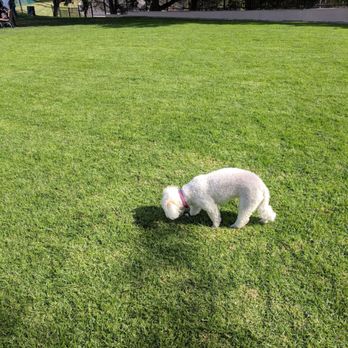 Springville Park - Dog Parks Near Me - Camarillo, California Springville Park - Dog Parks Near Me - Camarillo, California