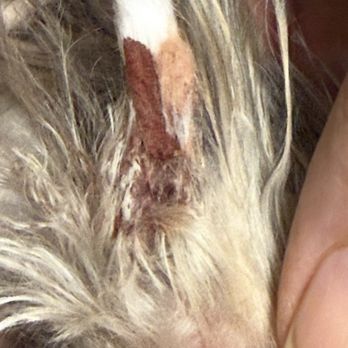 EarthWise Pet - Earthwise cut my baby's ear! - Pet Groomers Near Me - Oklahoma City, Oklahoma EarthWise Pet - Earthwise cut my baby's ear! - Pet Groomers Near Me - Oklahoma City, Oklahoma
