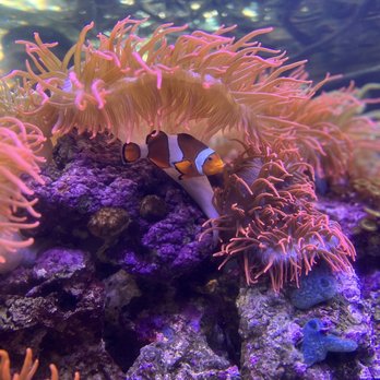 Downtown Aquarium - Museums Near Me - Denver, Colorado Downtown Aquarium - Museums Near Me - Denver, Colorado