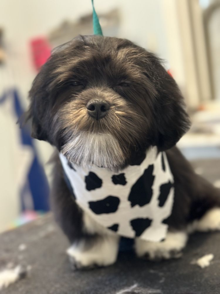 TOWN AND COUNTRY PET SALON/SELF SERVE DOG WASH Updated October 2024