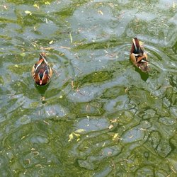 Old MacDonald's Farm - Ducks pond