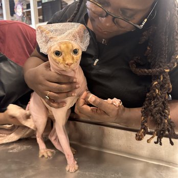 HEAL Veterinary Hospital - Veterinarians Near Me - Brooklyn, New York HEAL Veterinary Hospital - Veterinarians Near Me - Brooklyn, New York