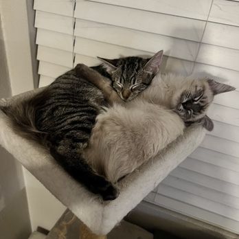 FRIENDS OF UPLAND ANIMAL SHELTER - Updated December 2024 - 64 Photos