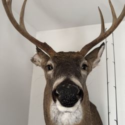 Northeast Taxidermy Studios - Deer mount