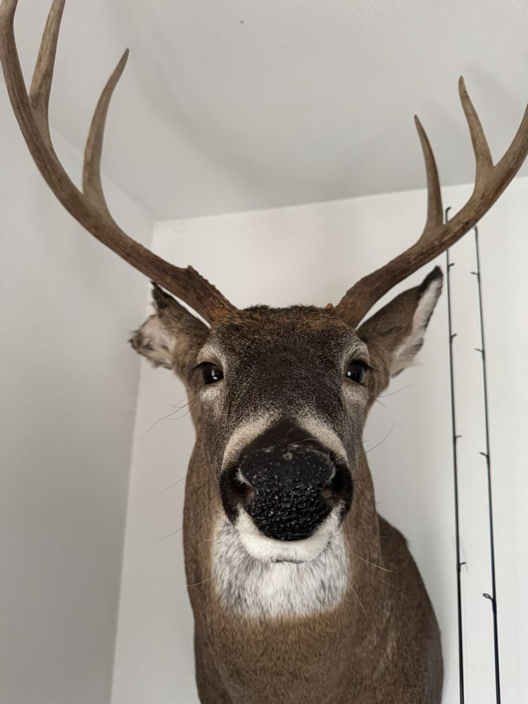 Northeast Taxidermy Studios - taxidermy in Middletown, CT