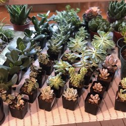 Great selection of rare and beautiful succulents!