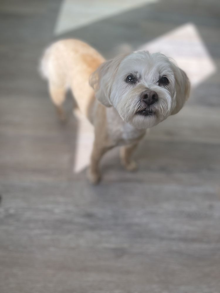 BOWS AND BONES PET SALON Updated September 2024 17 Photos 4817