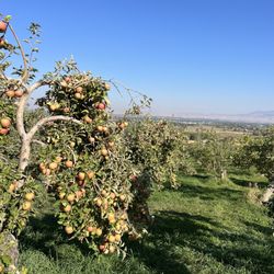 Tyler's Rocky Point Orchard