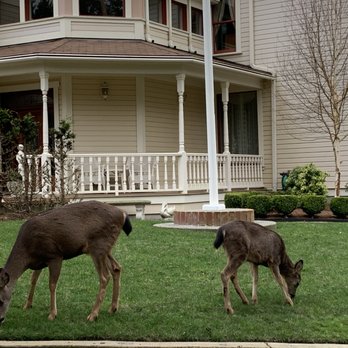 Washington Park - Deer were everywhere! - Parks Near Me - Anacortes, Washington