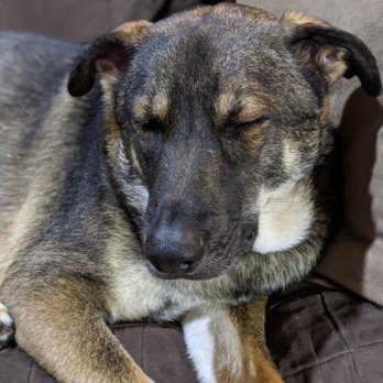 dog boarding north shore