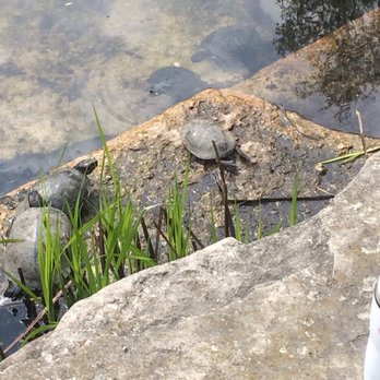 Alfred Caldwell Lily Pool - Turtle time - Parks Near Me - Chicago, Illinois