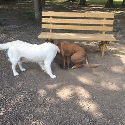 Urbana Dog Park - Benches all over