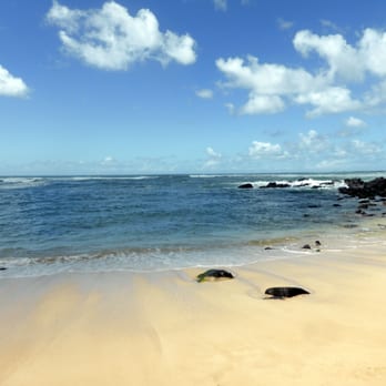 Laniakea Beach - Beautiful beach to hang out at while waiting for the sea turtles to arrive. - Beaches Near Me - Haleiwa, Hawaii Laniakea Beach - Beautiful beach to hang out at while waiting for the sea turtles to arrive. - Beaches Near Me - Haleiwa, Hawaii