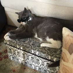 Autumn Care & Crossings - Mr. Blue is ready for his arthritis laser treatment. Thanks, Dr. Becky!