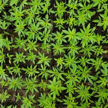 Living Earth Hemp - 4x4 "Toddlers" Hemp Seed Starts - Vitamins & Supplements Near Me Living Earth Hemp - 4x4 "Toddlers" Hemp Seed Starts - Vitamins & Supplements Near Me
