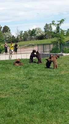 Bear Country USA by null