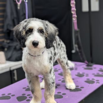 Studio K9 - Pet Groomers Near Me - Litchfield, Ohio Studio K9 - Pet Groomers Near Me - Litchfield, Ohio