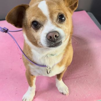 Paws N Claws Mobile Pet Salon - Pet Groomers Near Me Paws N Claws Mobile Pet Salon - Pet Groomers Near Me