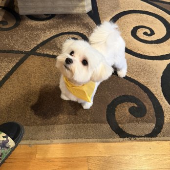 Fifiwoof pets - Pet Boarding Near Me Fifiwoof pets - Pet Boarding Near Me