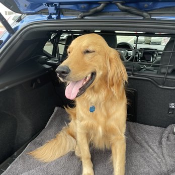 Volvo Cars Danvers - A happy dog! - Auto Repair Near Me - Danvers, Massachusetts