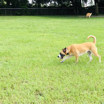 Doggie Do Run Run - Dog Parks Near Me - oxford, Florida