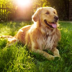 Pet Evolution Lake Oswego in Tualatin gift card
