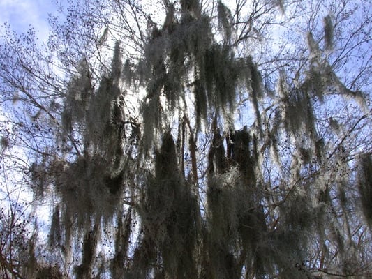 Vermilionville Historic Village by null