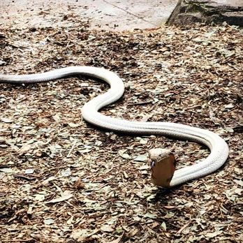 Australian Reptile Park - Zoos Near Me - Somersby, NSW Australian Reptile Park - Zoos Near Me - Somersby, NSW