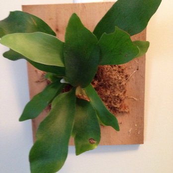 Bowood Farms - Staghorn fern - Nurseries & Gardening Near Me - Saint Louis, Missouri Bowood Farms - Staghorn fern - Nurseries & Gardening Near Me - Saint Louis, Missouri