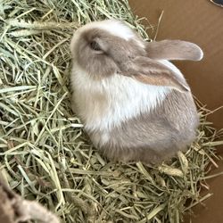 Village Pet Shoppe - Rosie