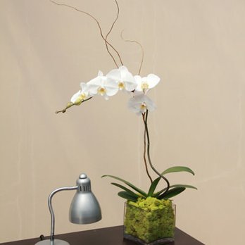 The Plant Place - Interior Design Near Me - Dallas, Texas The Plant Place - Interior Design Near Me - Dallas, Texas