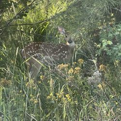 Missoula Bicycle Works - All pictures of the amazing landscape, animals, and woods all in the area where they plan to sponsor their rave