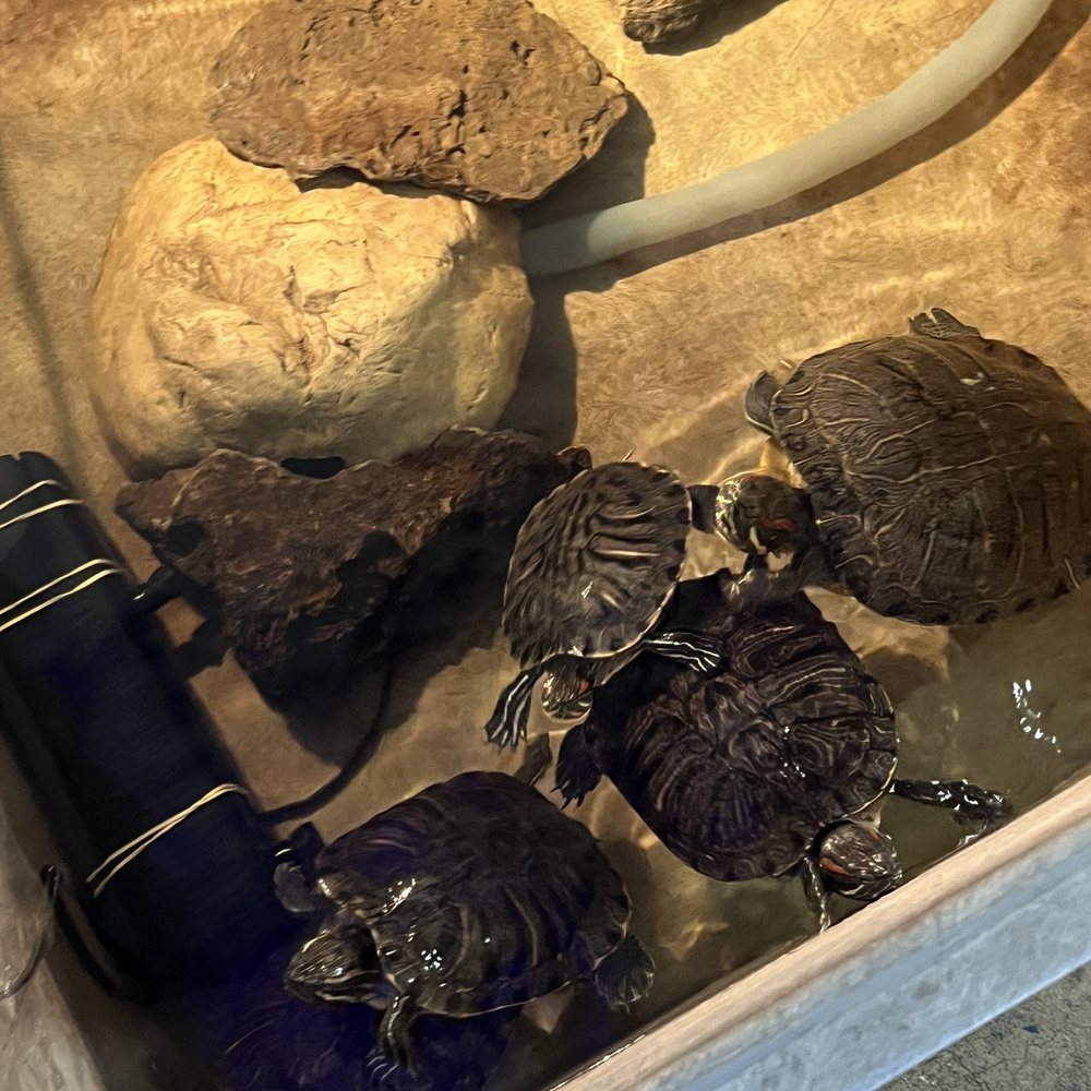 Super Pets - Turtles Swimming - Pet Stores Near Me - Temple City, California Super Pets - Turtles Swimming - Pet Stores Near Me - Temple City, California