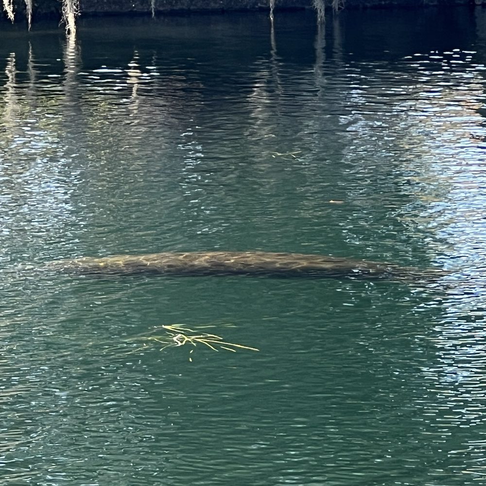 Three Sisters Springs - Tours Near Me - Crystal River, Florida Three Sisters Springs - Tours Near Me - Crystal River, Florida