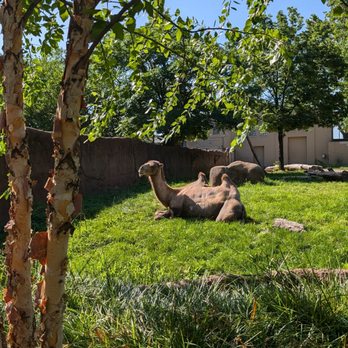 Saint Louis Zoo - Chillin camel - Zoos Near Me - St Louis, Missouri