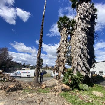 GM Landscaping & Tree Service - Palms Removal - Landscaping Near Me - Vista, California GM Landscaping & Tree Service - Palms Removal - Landscaping Near Me - Vista, California
