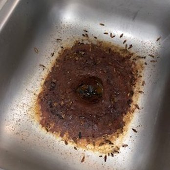 Clear Choice Pest Control - We can fix your German roach issues! Bug exterminators! - Pest Control Near Me - Pomona, California Clear Choice Pest Control - We can fix your German roach issues! Bug exterminators! - Pest Control Near Me - Pomona, California
