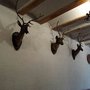 Photo of El Gamo