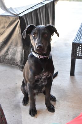 night and day k9 training