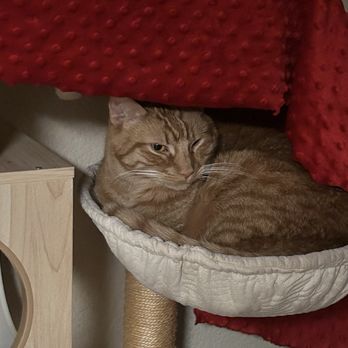 Fallbrook Animal Sanctuary - Cat in a cradle - Animal Shelters Near Me - Fallbrook, California