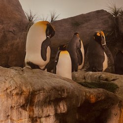 Saint Louis Zoo - Penguins taking a nap