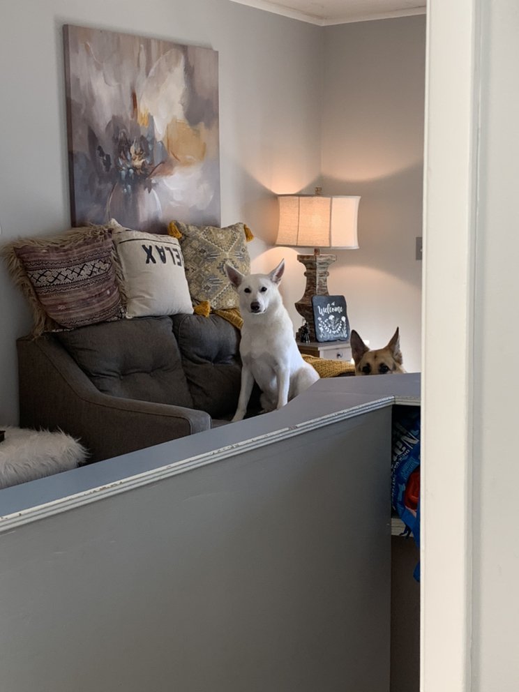 GROOMS BY ELLIE Updated August 2024 19 Photos 953 Alamo Dr