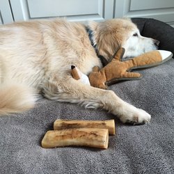 Golden Acres - Paxton Williamson enjoying a much needed nap